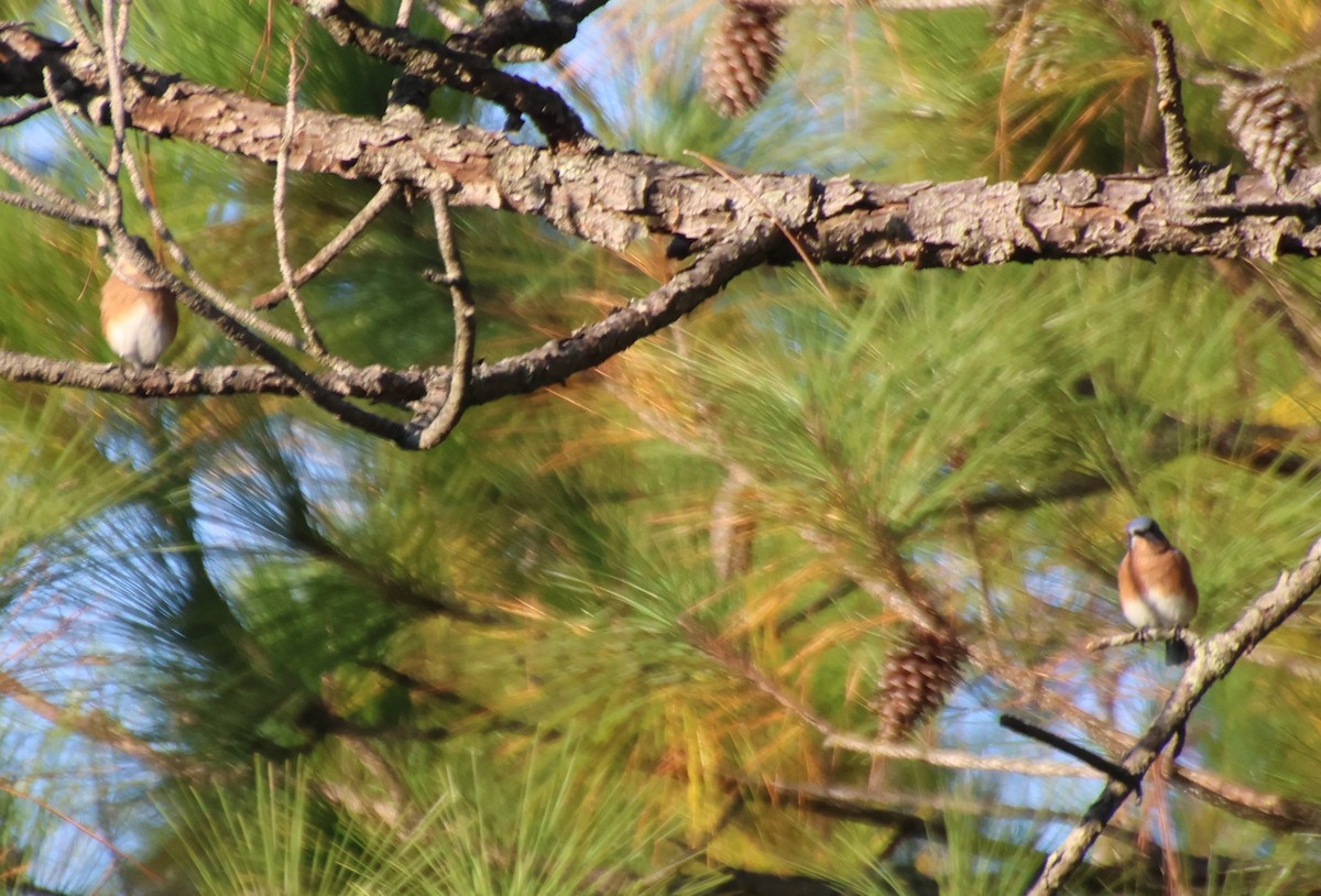 Блакитник східний - ML644828681
