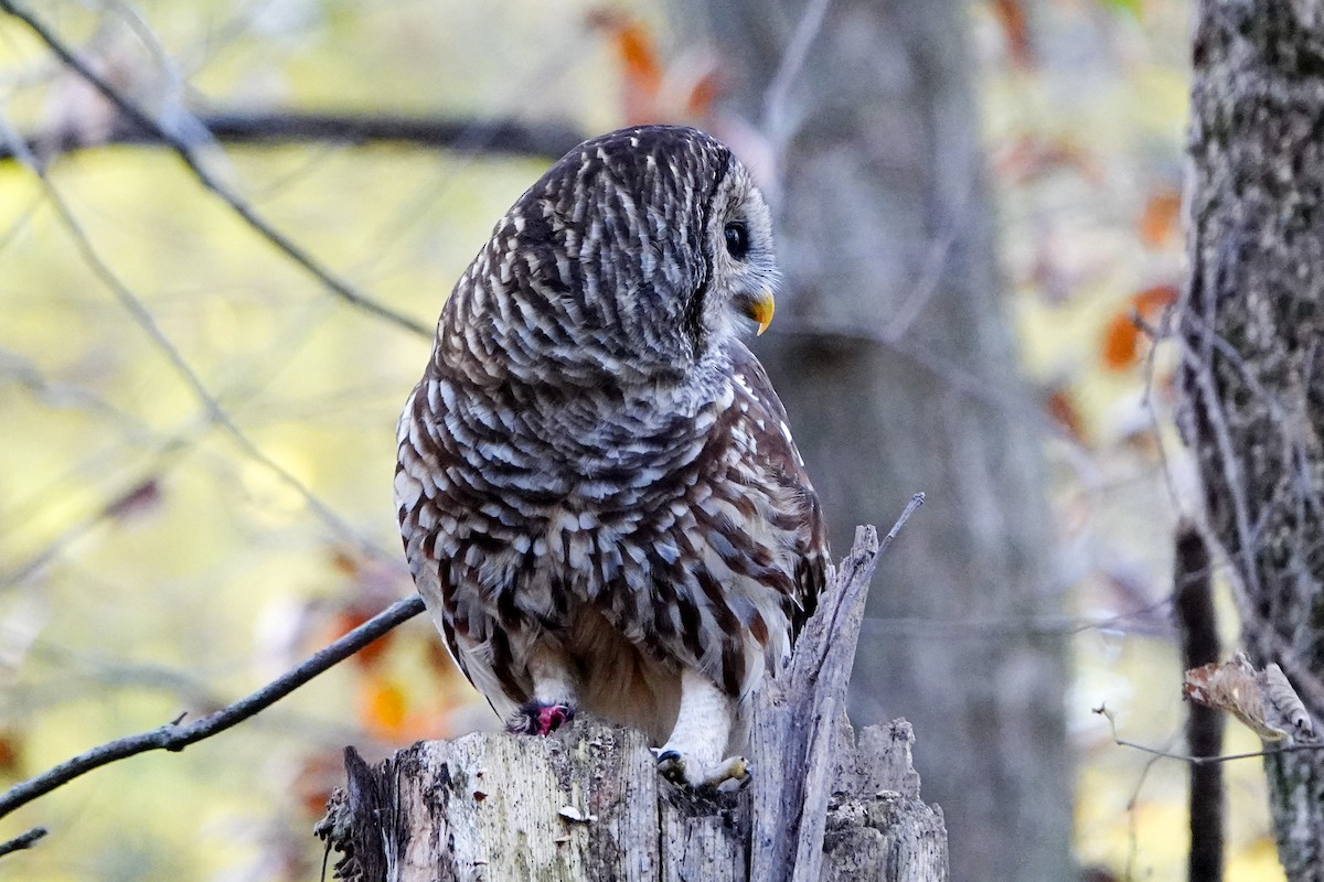 Barred Owl - ML644828703