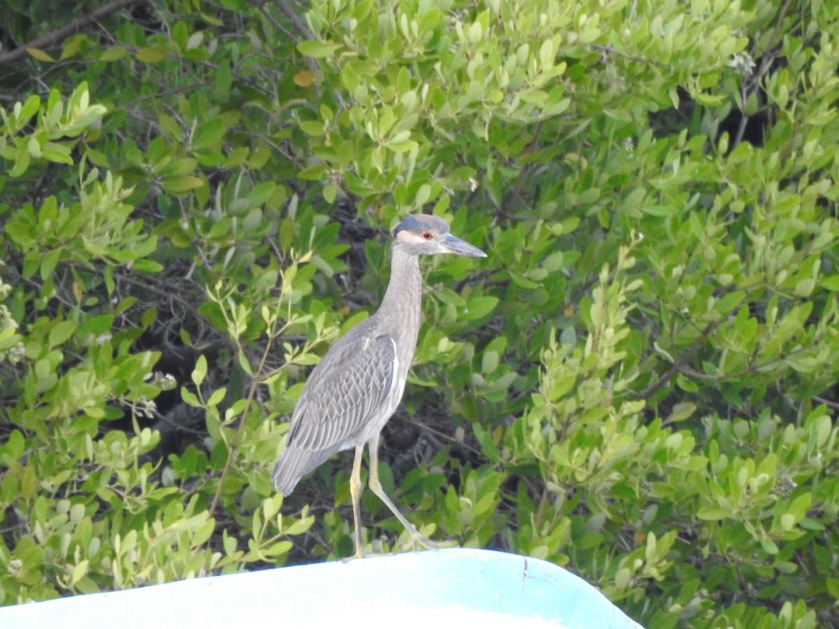 Квак чорногорлий - ML644828705