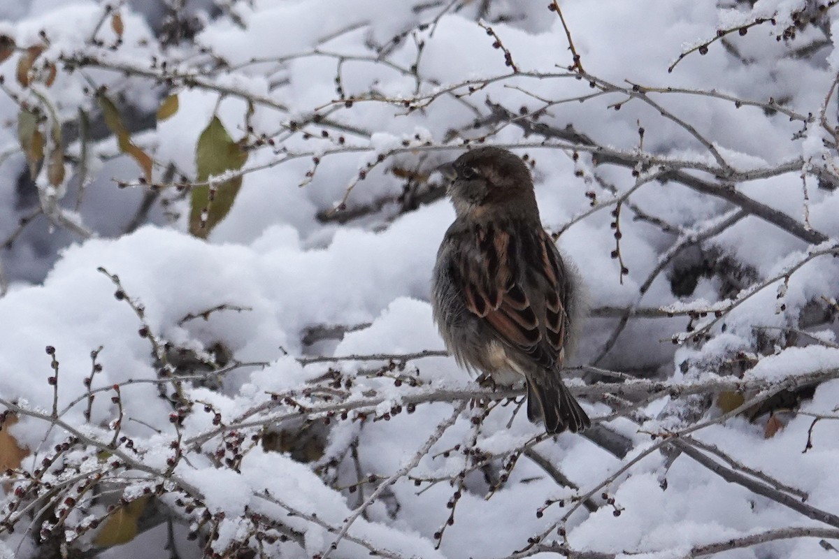 Gorrión Común - ML644828709