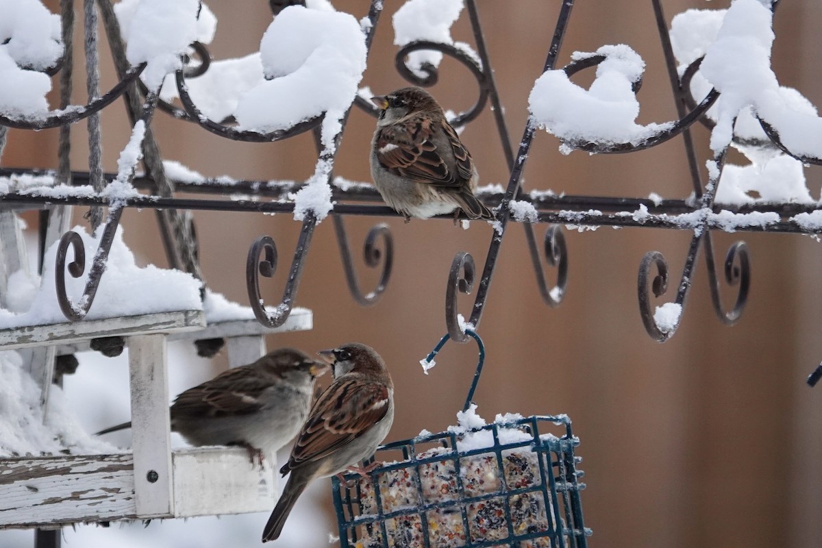Gorrión Común - ML644828710