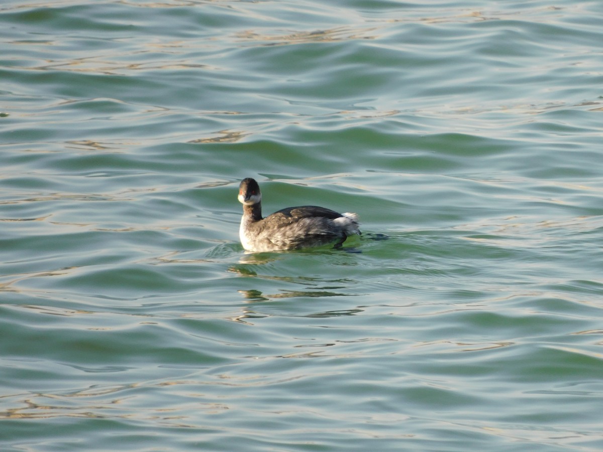 ハジロカイツブリ - ML644828711