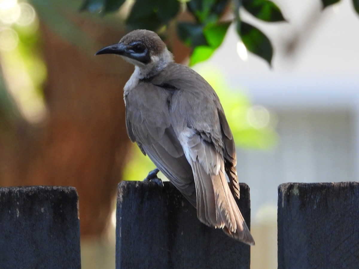 Little Friarbird - ML644828713