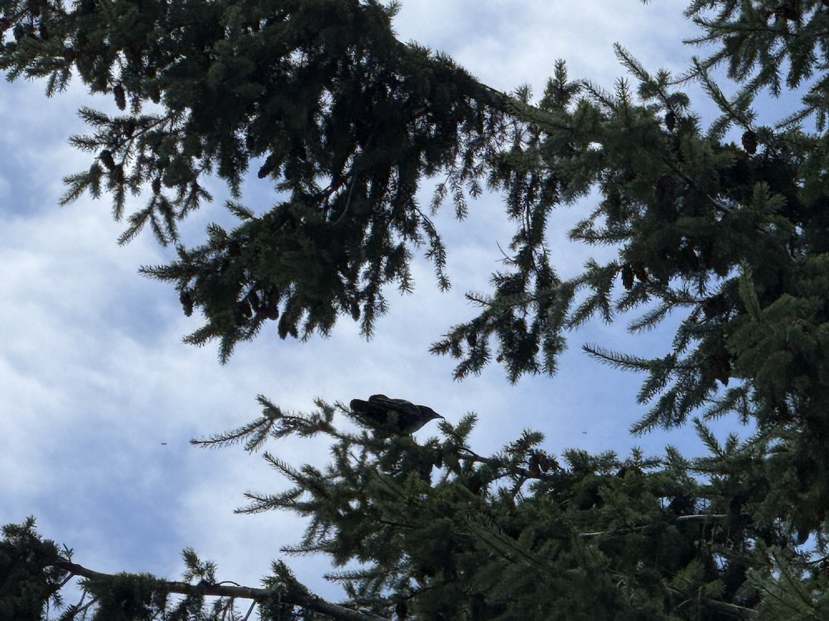 American Crow - ML644828722