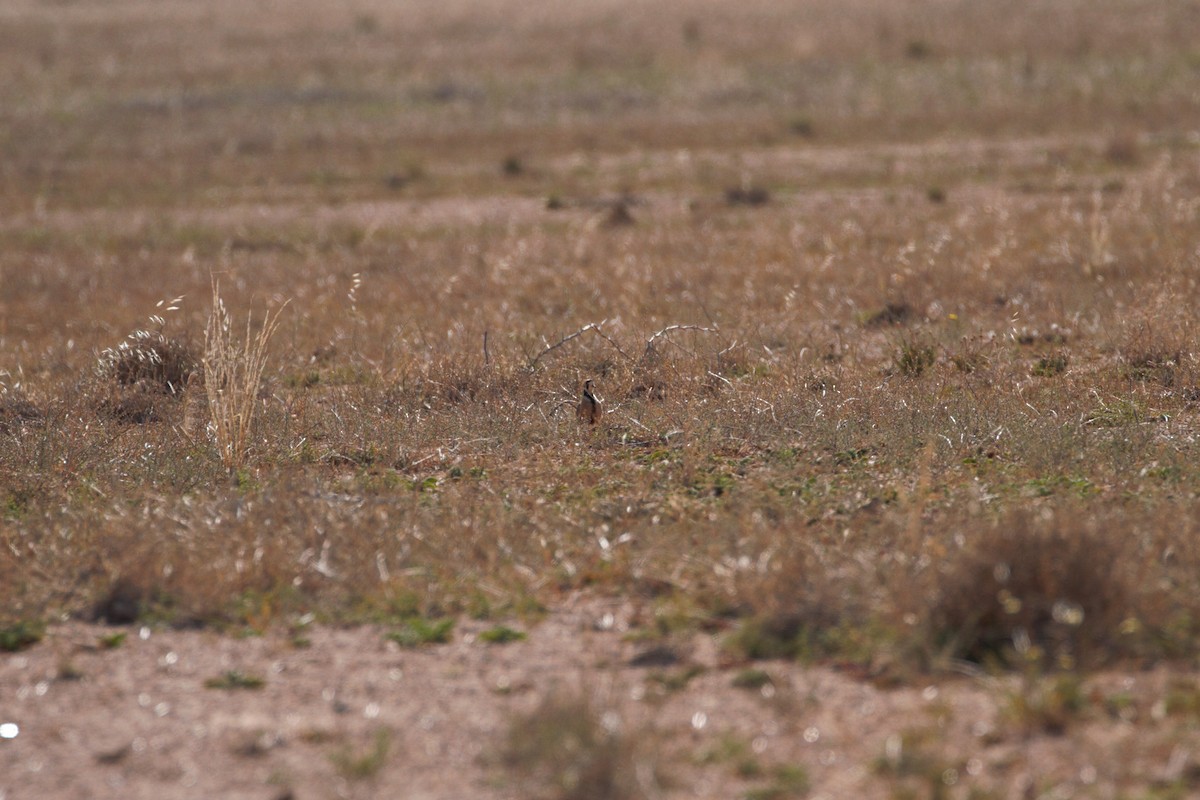 Inland Dotterel - ML644828723