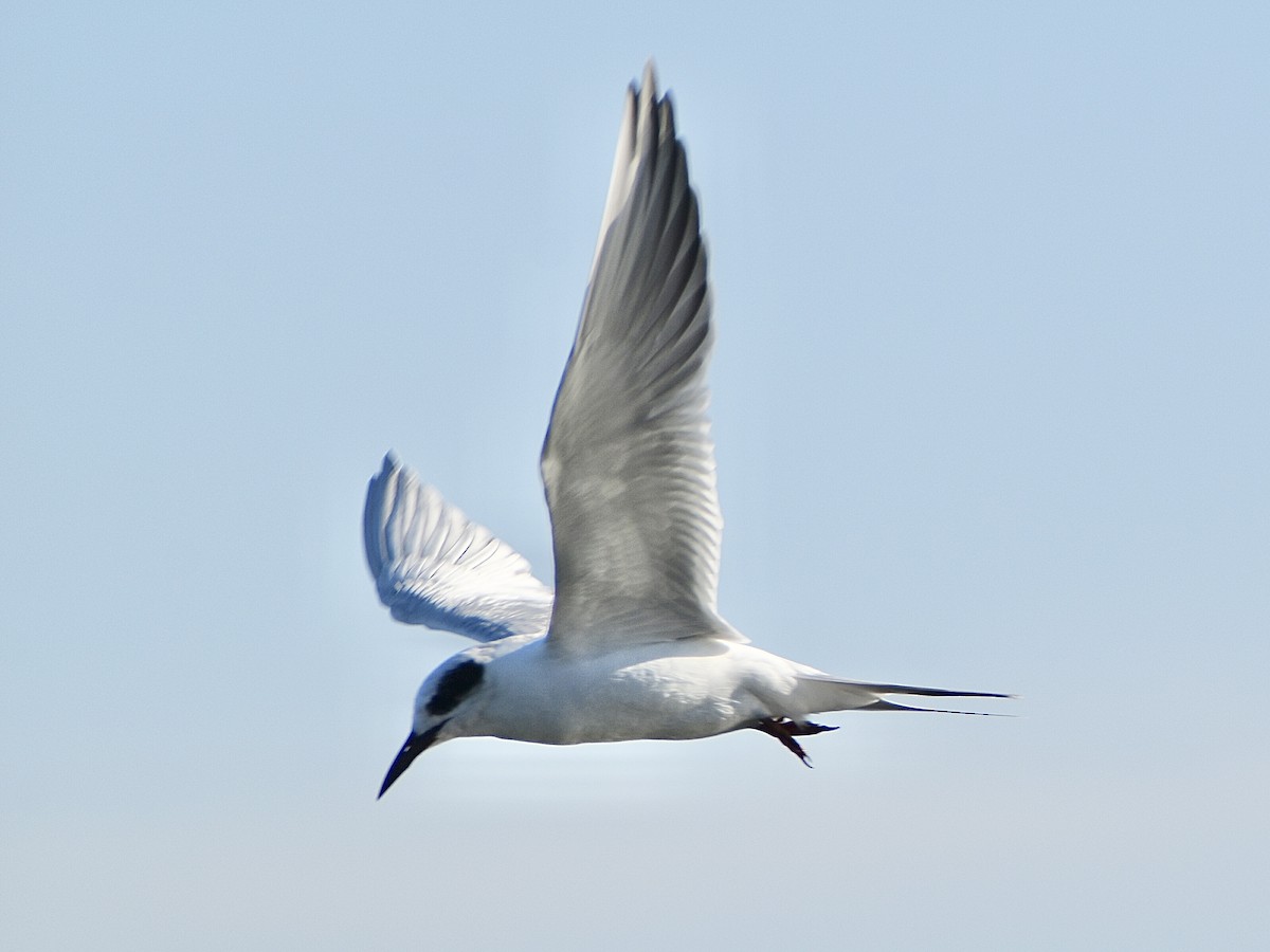 Forster's Tern - ML644828725