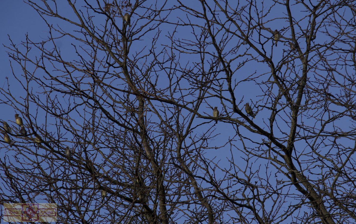 Cedar Waxwing - ML644828744