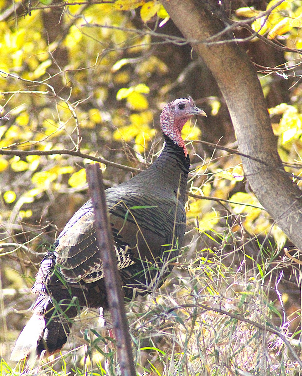 Wild Turkey - ML644828754