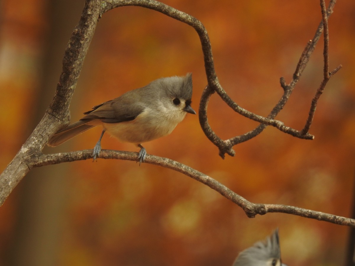 Американская гренадерка - ML644828760