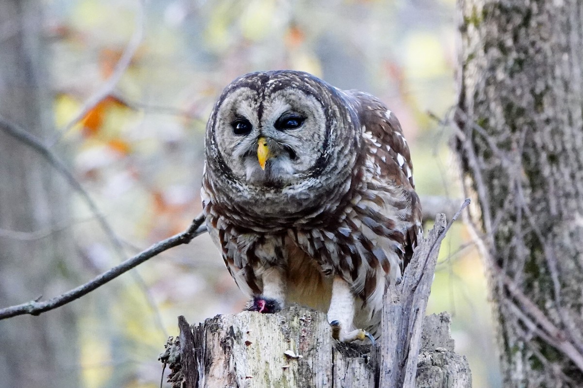 Barred Owl - ML644828774