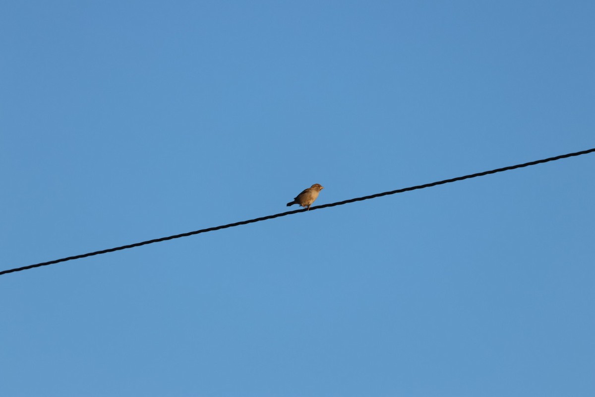 Gorrión Común - ML644828784