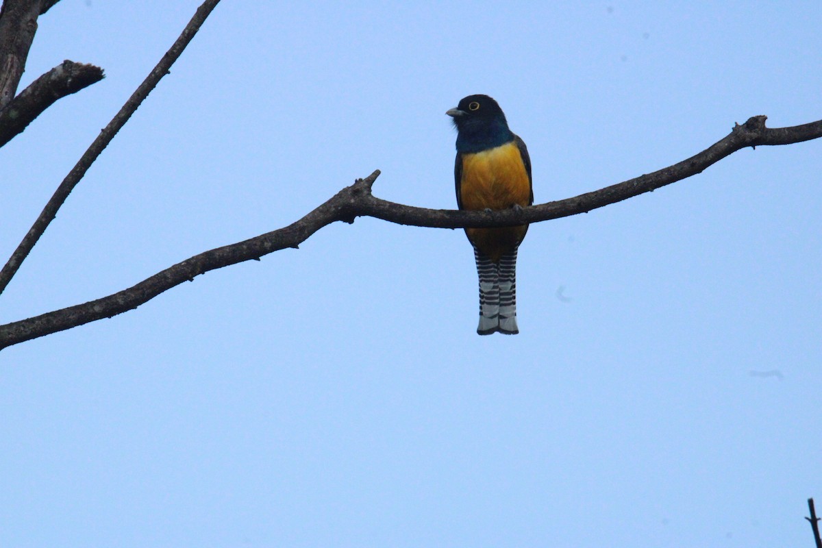 Mor Trogon - ML644828800