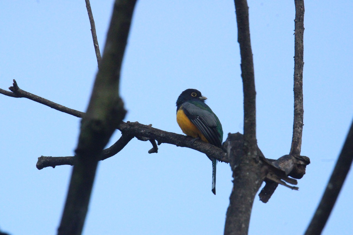 Mor Trogon - ML644828801