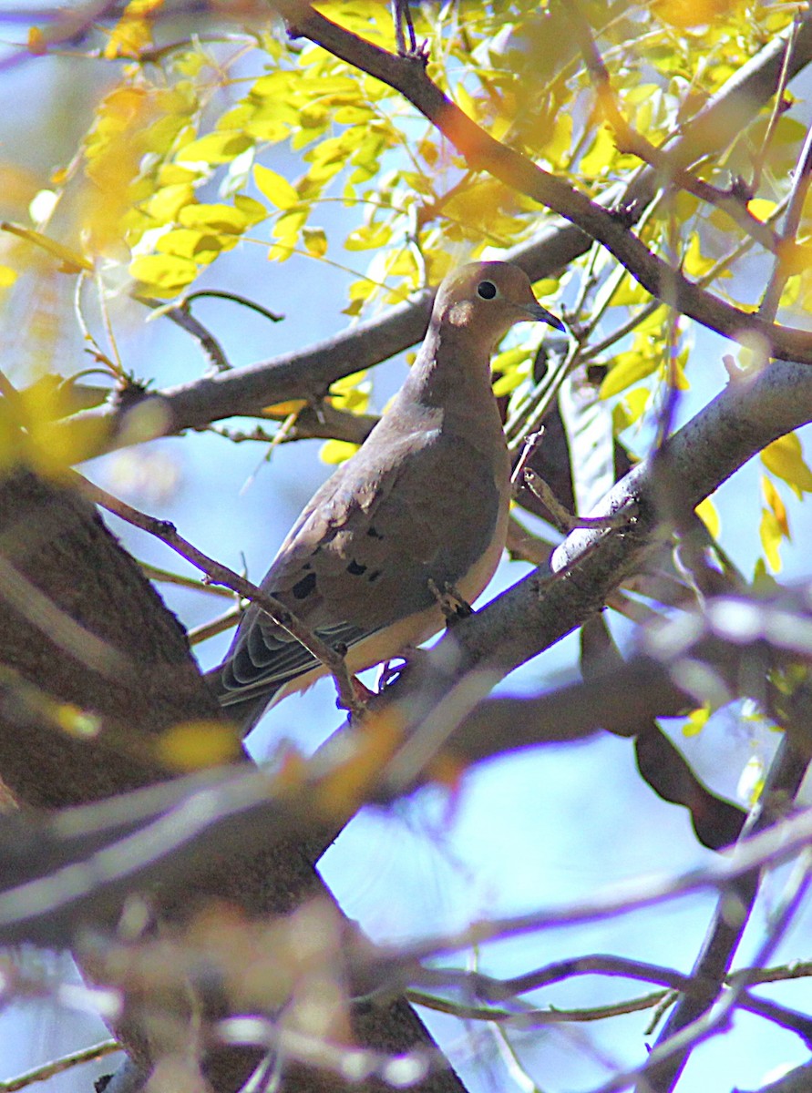 ナゲキバト - ML644828802