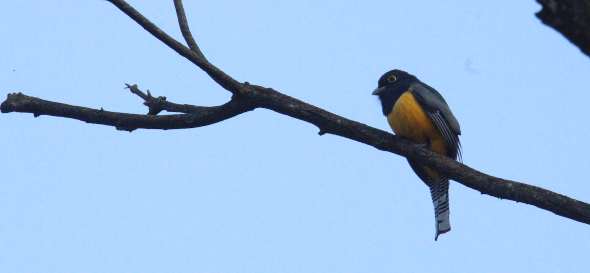 Mor Trogon - ML644828803