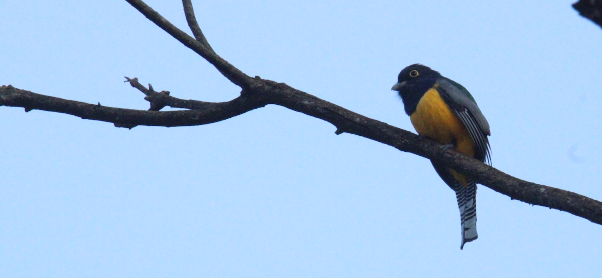 Mor Trogon - ML644828804