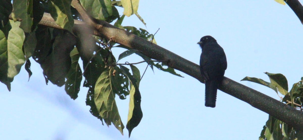 Mor Trogon - ML644828805