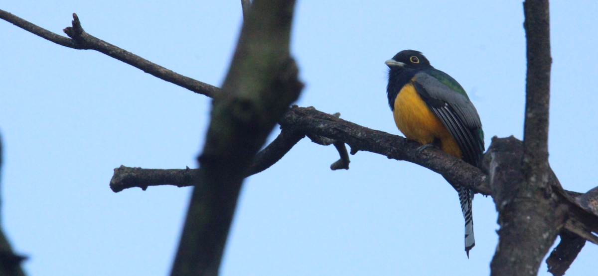 Mor Trogon - ML644828806