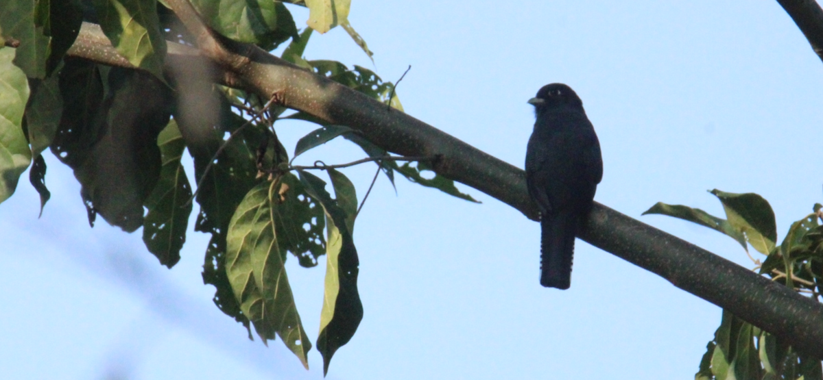 Mor Trogon - ML644828807