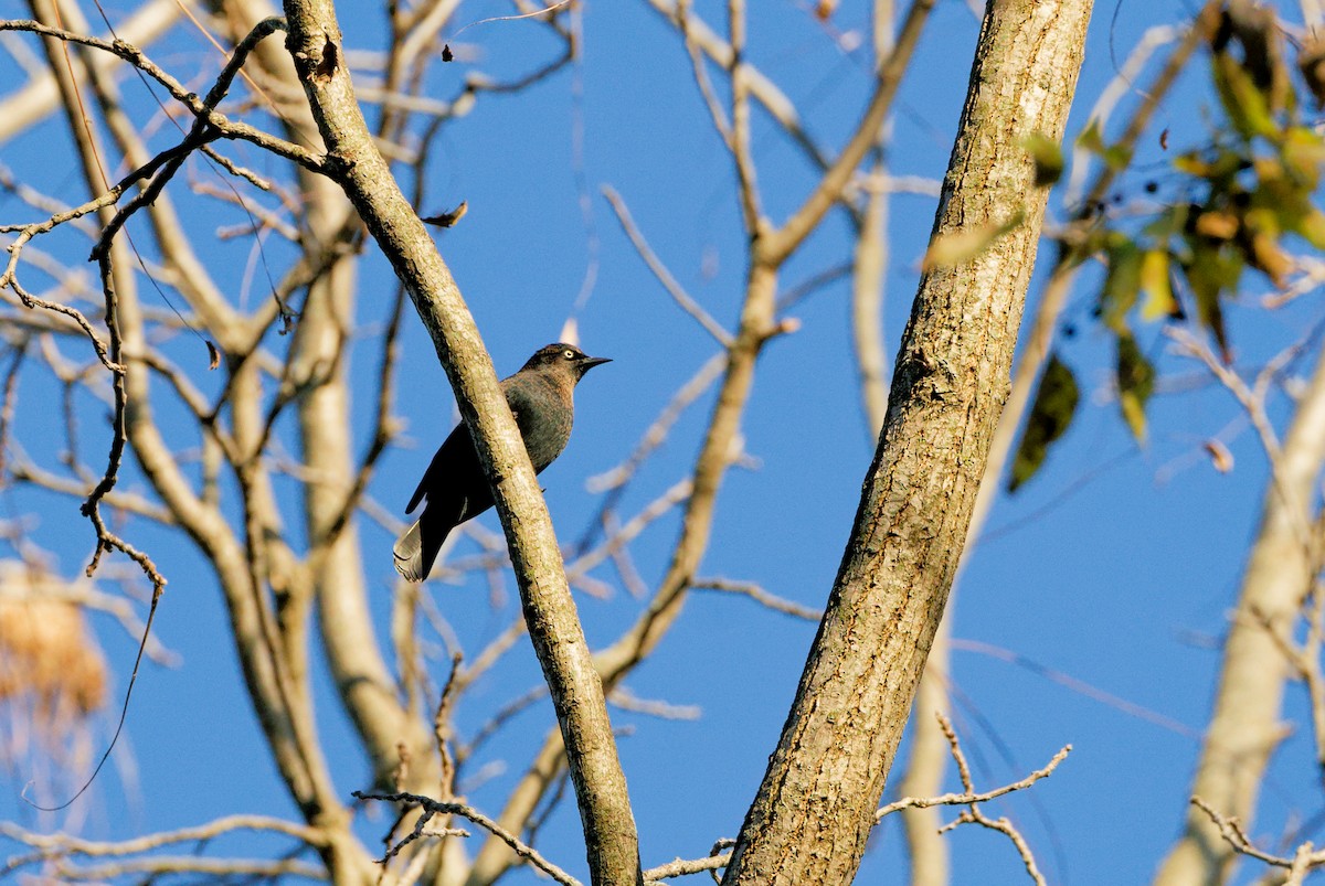 Rusty Blackbird - ML644828809
