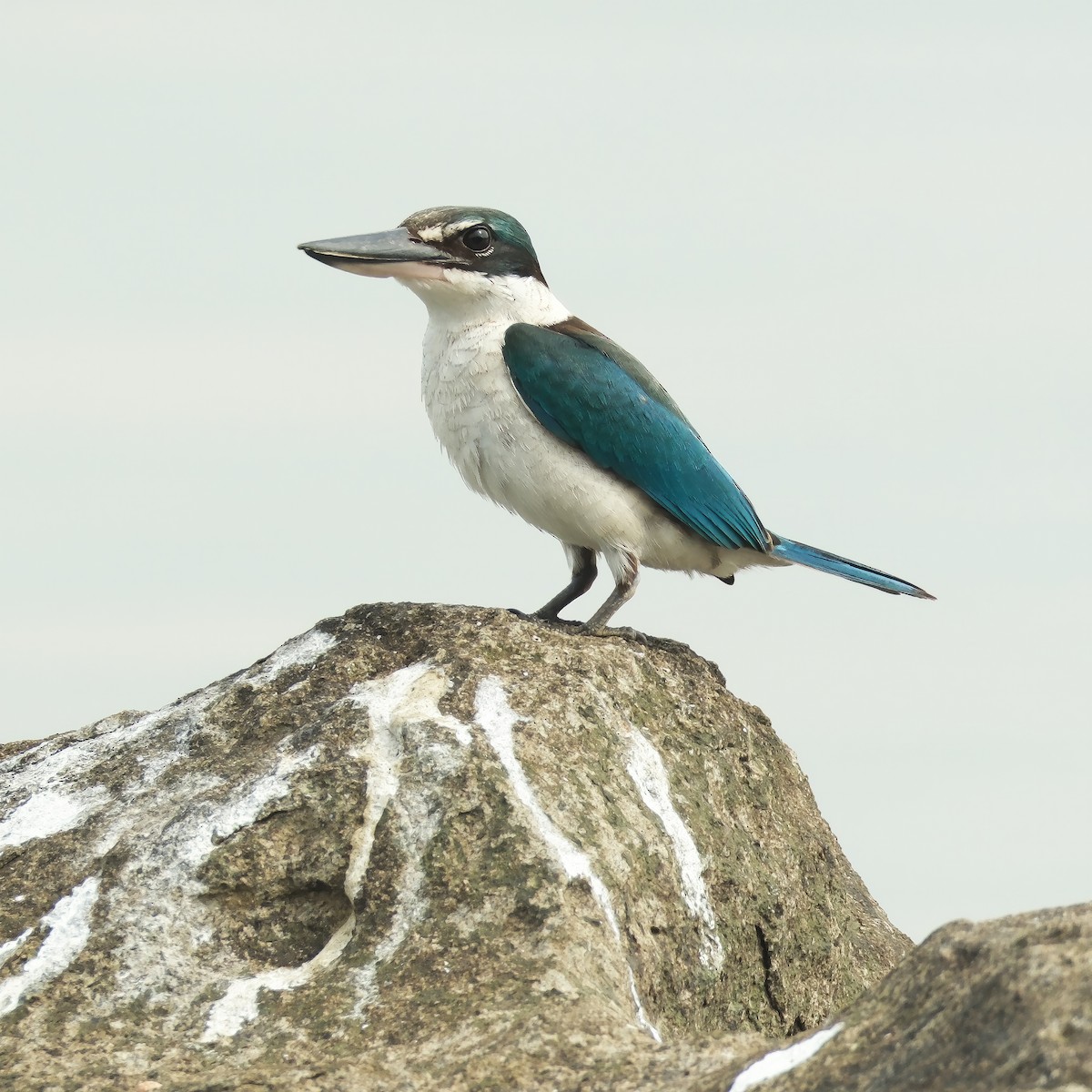 Collared Kingfisher - ML644828816