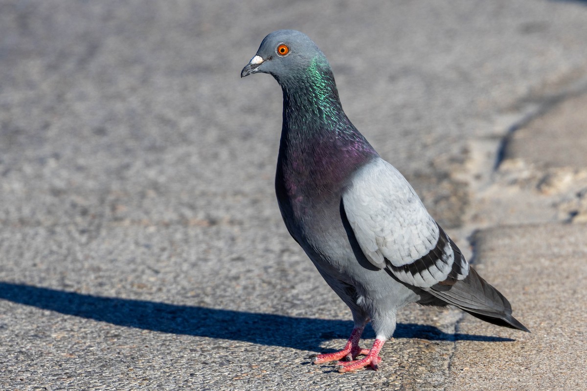 カワラバト（ドバト、家畜型） - ML644828820