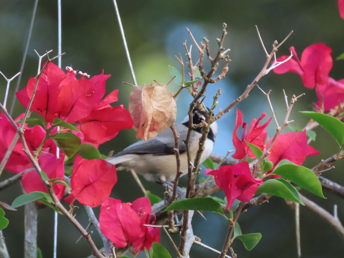 Carolina Chickadee - ML644828829