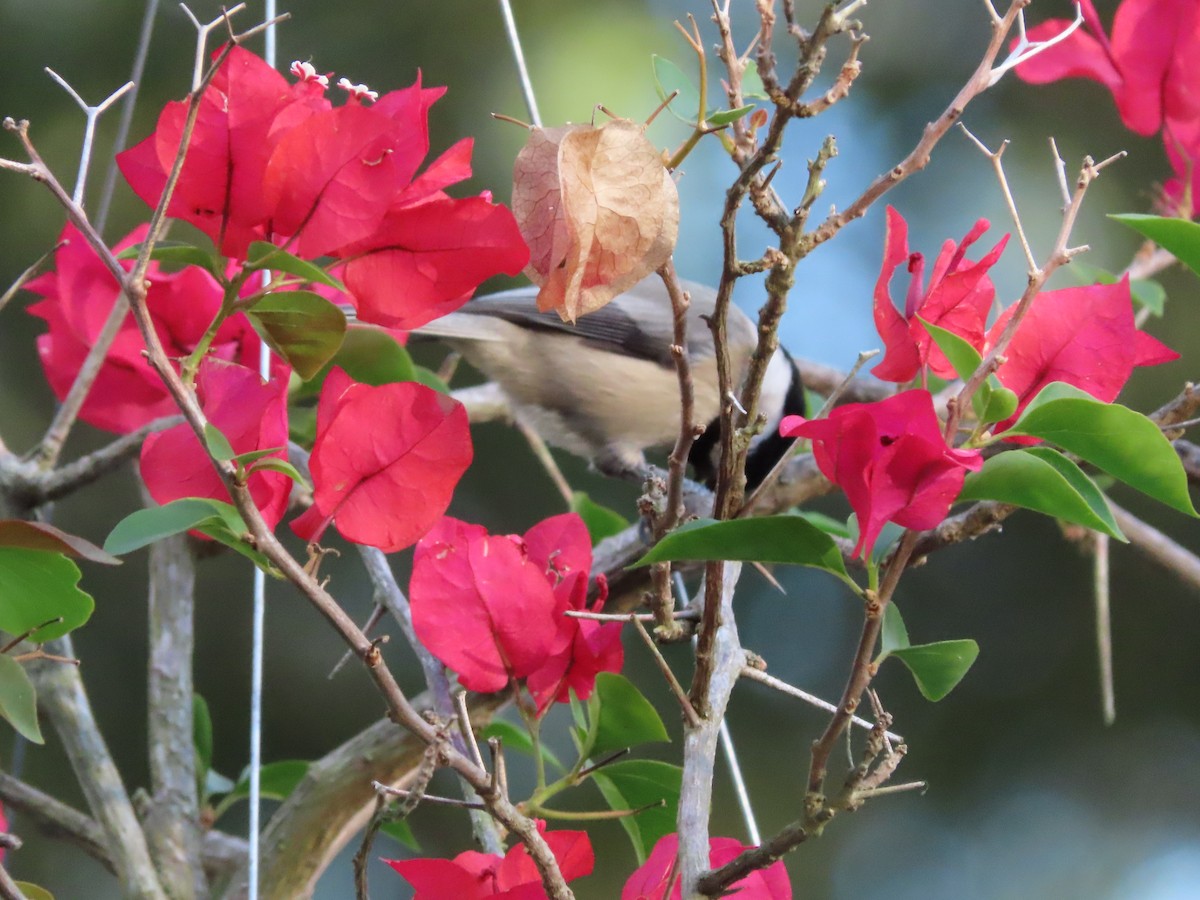 Carolina Chickadee - ML644828833