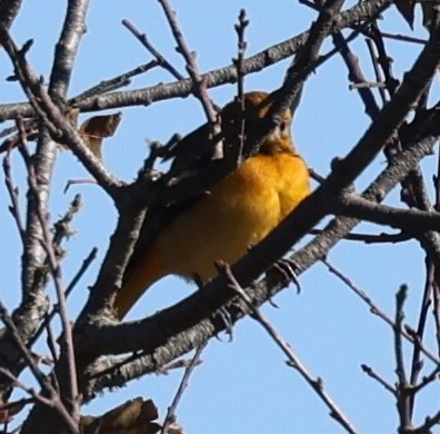 ボルチモアムクドリモドキ - ML644828842