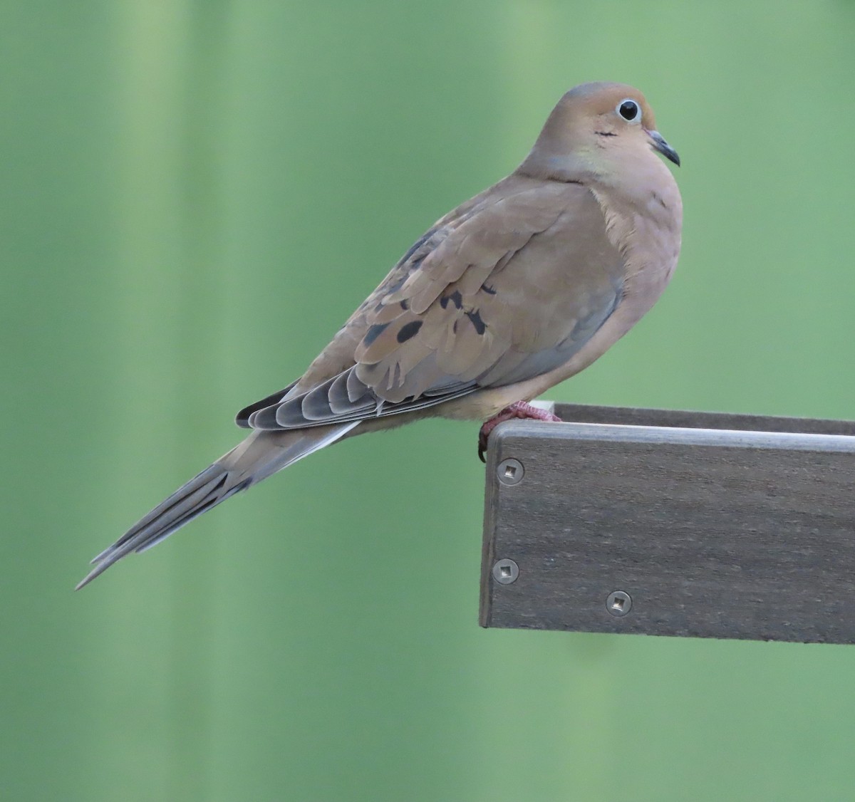 ナゲキバト - ML644828849