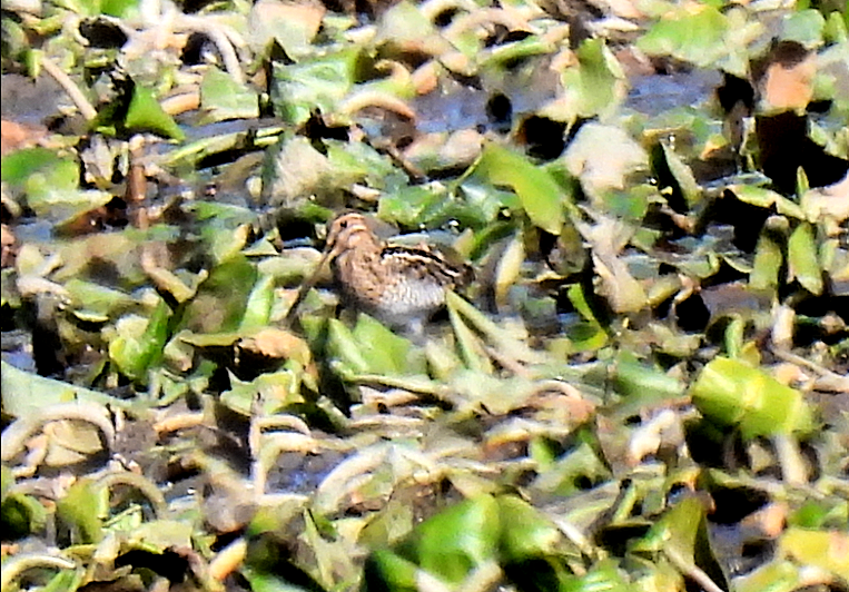 Wilson's Snipe - ML644828854