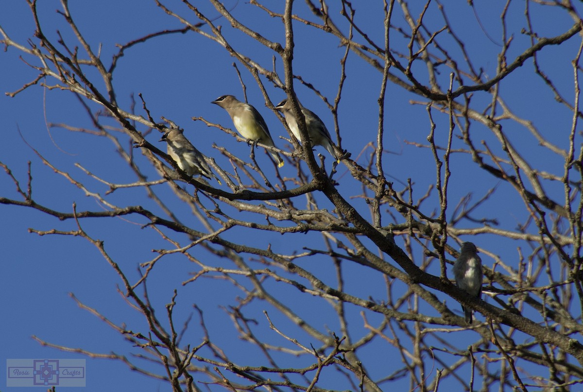 Cedar Waxwing - ML644828855