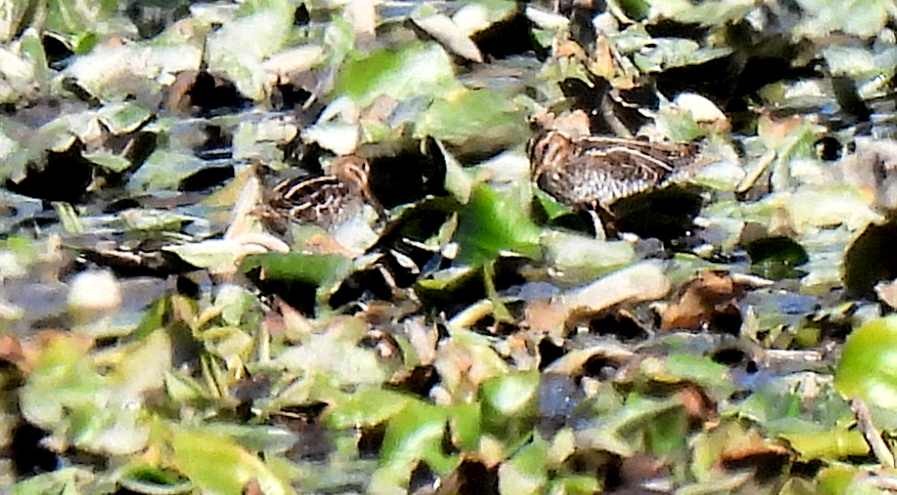 Wilson's Snipe - ML644828859