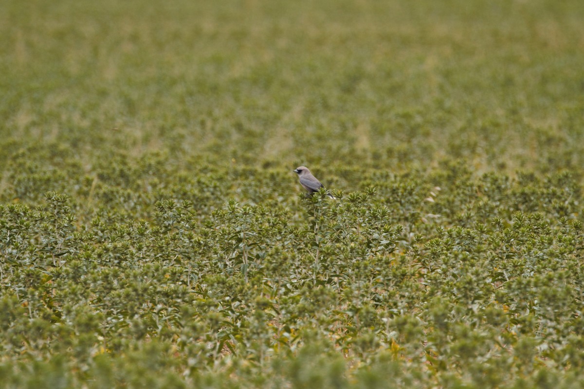 Black-faced Woodswallow - ML644828864