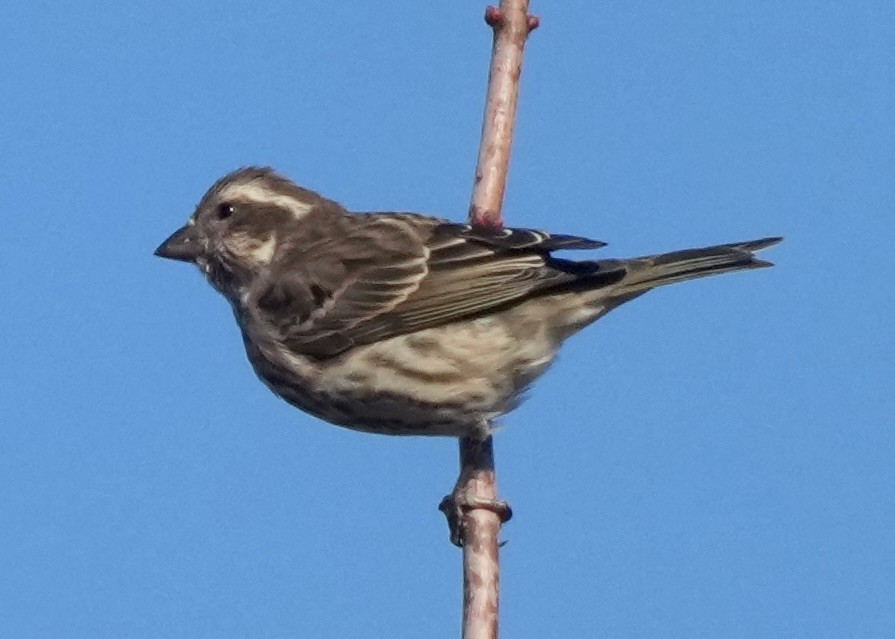 Чечевиця кармінова - ML644828865