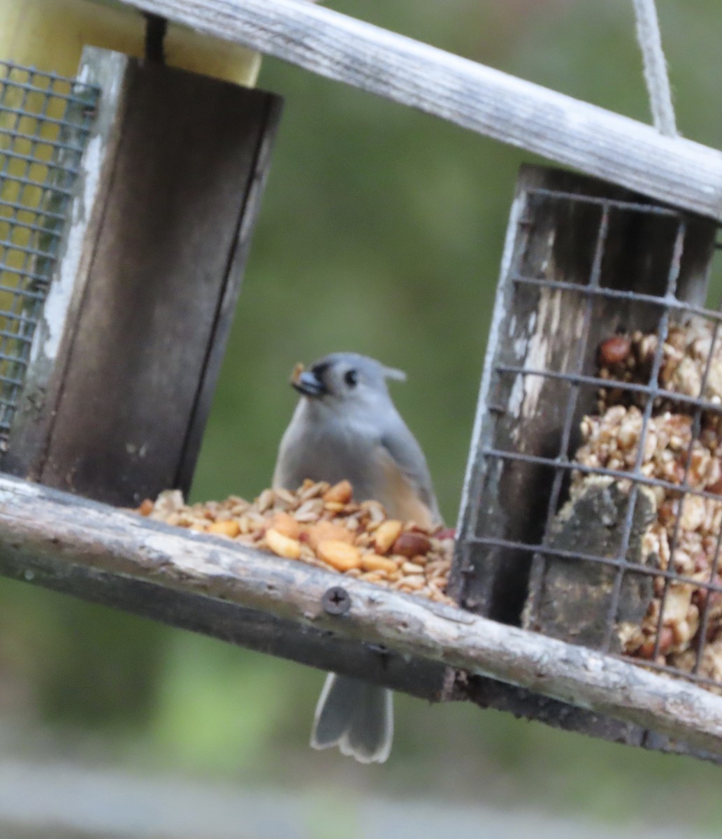 Американская гренадерка - ML644828871