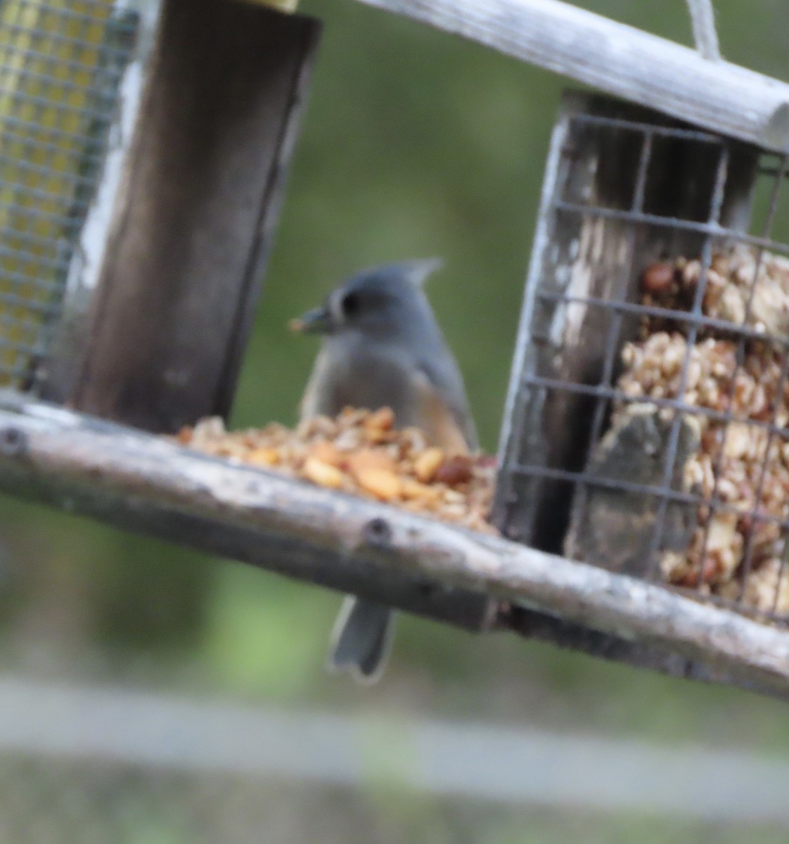 Американская гренадерка - ML644828872