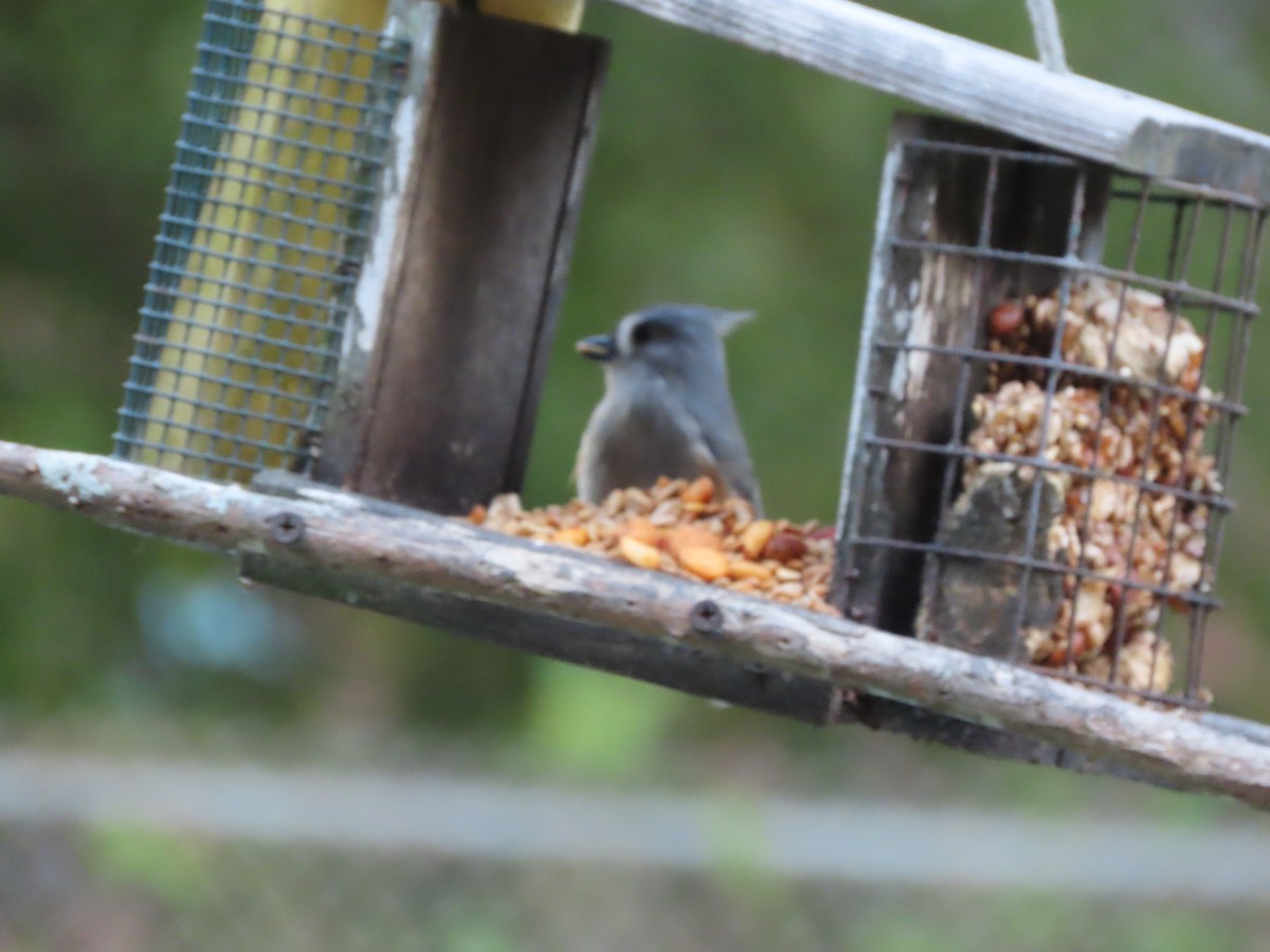 Американская гренадерка - ML644828873