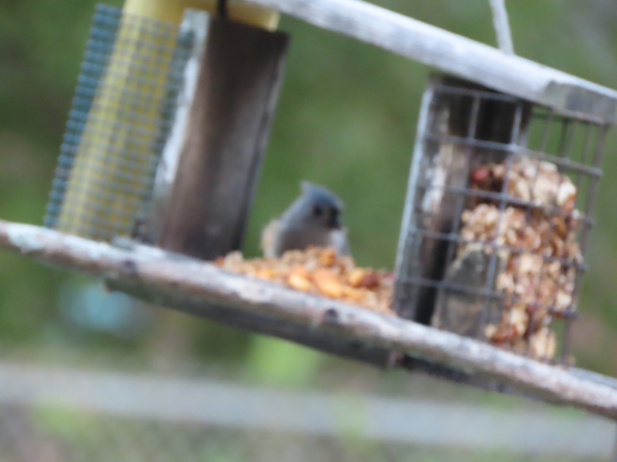 Американская гренадерка - ML644828874