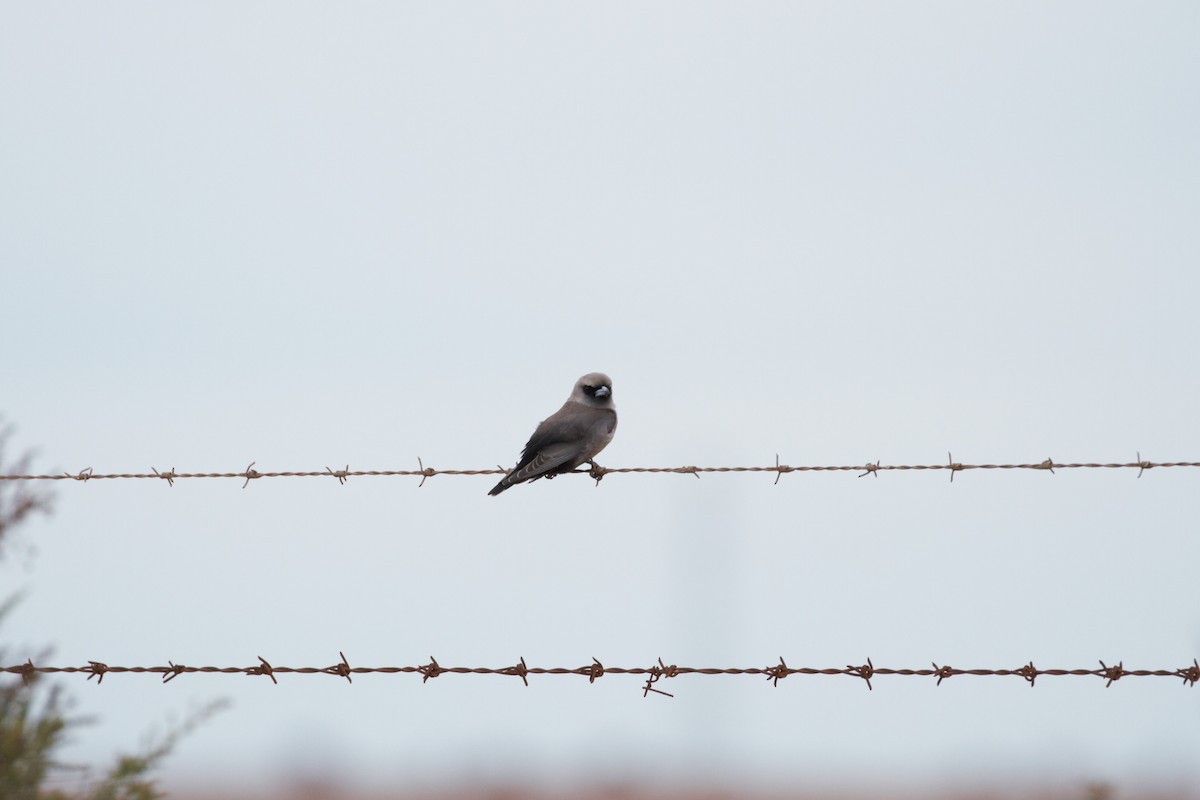 Black-faced Woodswallow - ML644828882