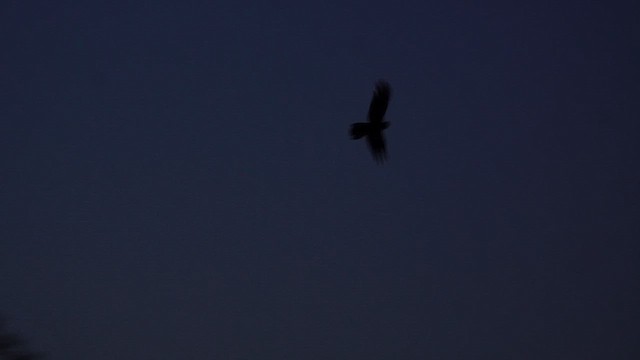 Common Potoo - ML644828894