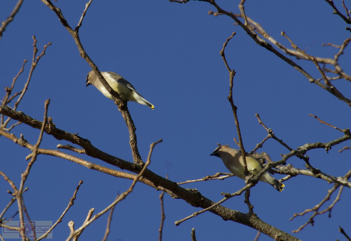 Cedar Waxwing - ML644828914