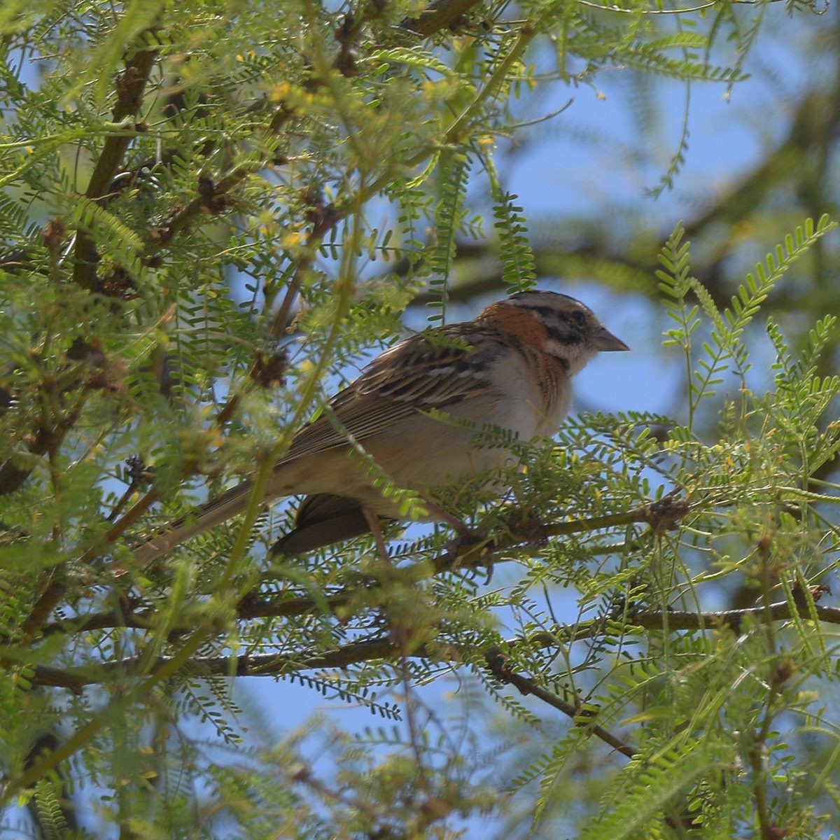 Morgenammer - ML644828920