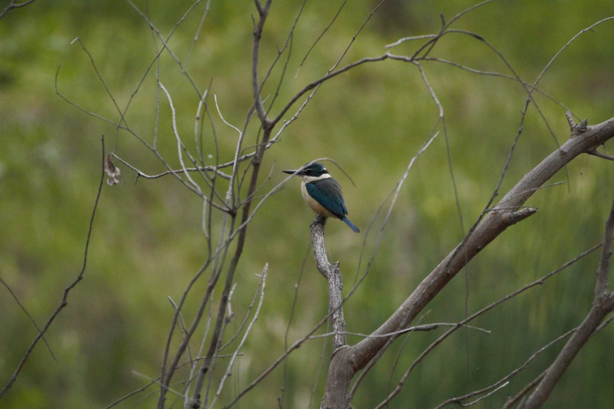 Sacred Kingfisher - ML644828933