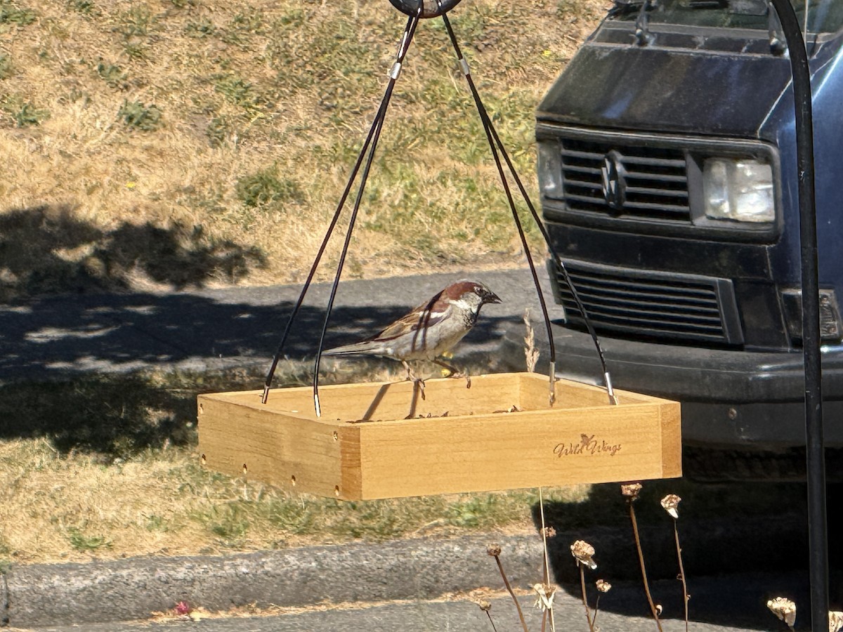 Gorrión Común - ML644828945