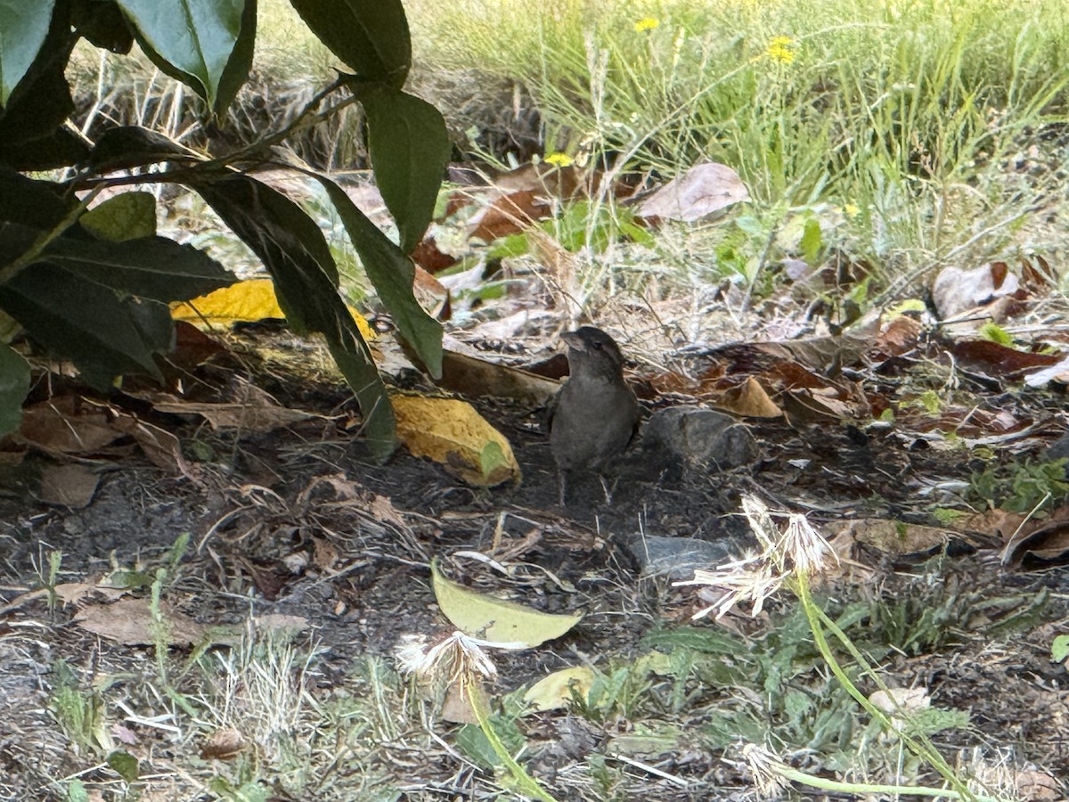 Gorrión Común - ML644828946