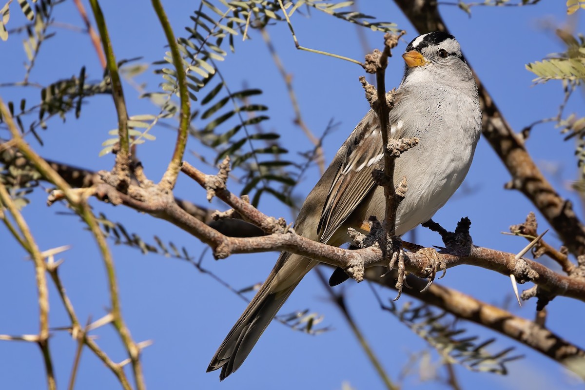 White-crowned Sparrow - ML644828947