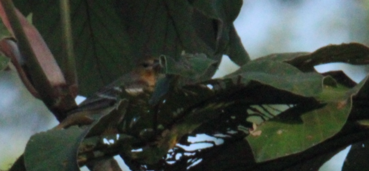 ボルチモアムクドリモドキ - ML644828967