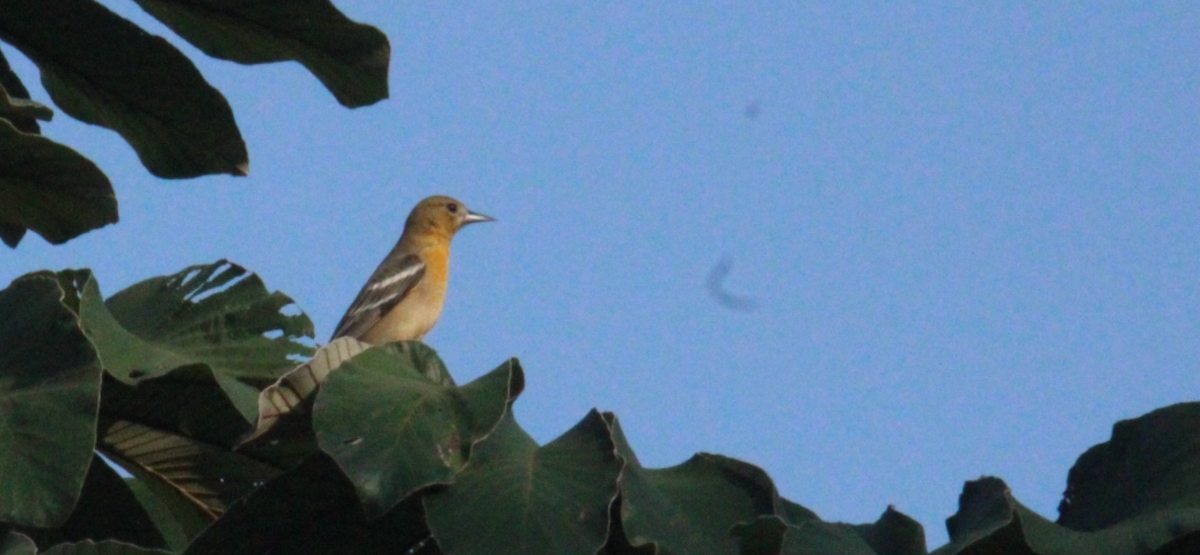 ボルチモアムクドリモドキ - ML644828968