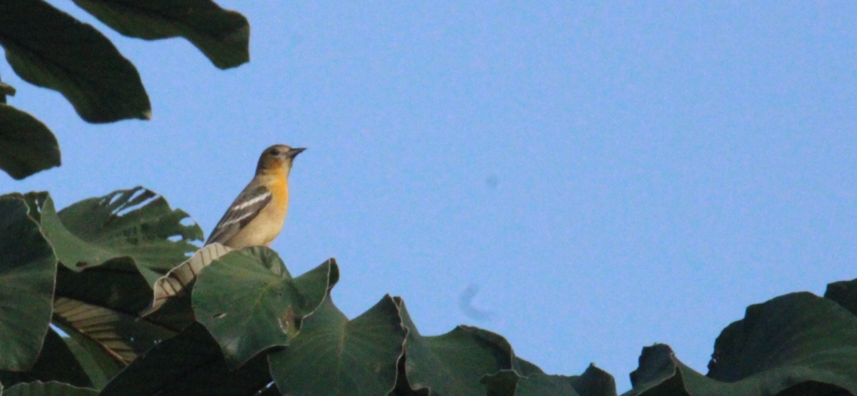 ボルチモアムクドリモドキ - ML644828969